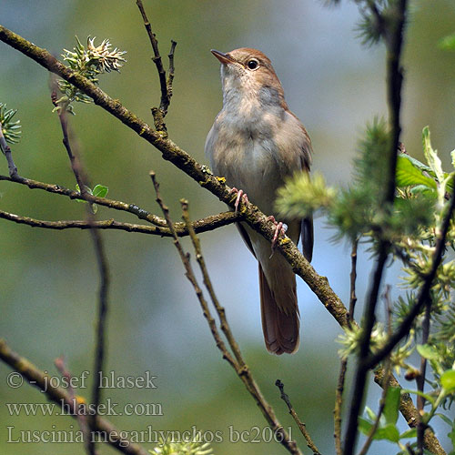 Luscinia megarhynchos Nightingale Nachtigall Rossignol philomèle