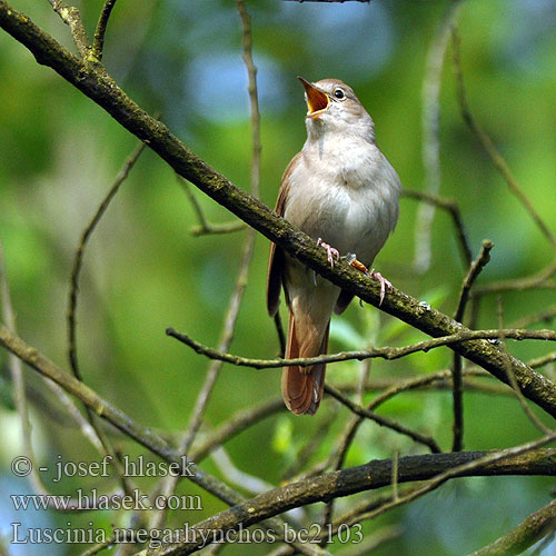 Nightingale Nachtigall Rossignol Rossignol philomèle