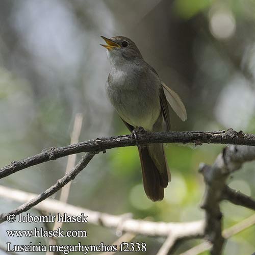 Fülemüle Luscinia megarhynchos Nightingale Nachtigall