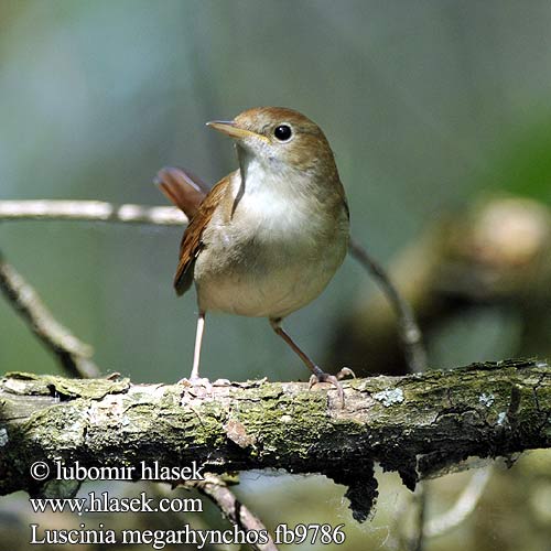 Luscinia megarhynchos Nightingale Nachtigall Rossignol philomèle