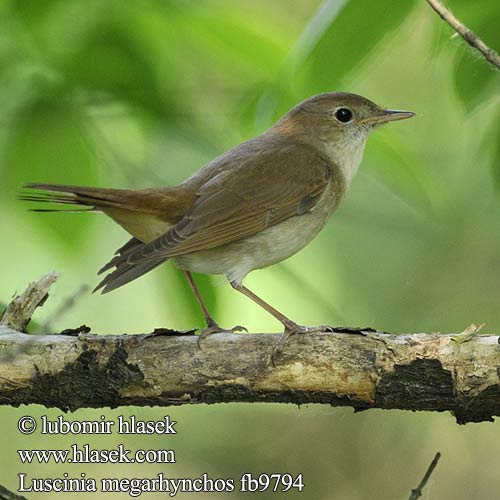 Nightingale Nachtigall Rossignol philomèle Ruiseñor Común