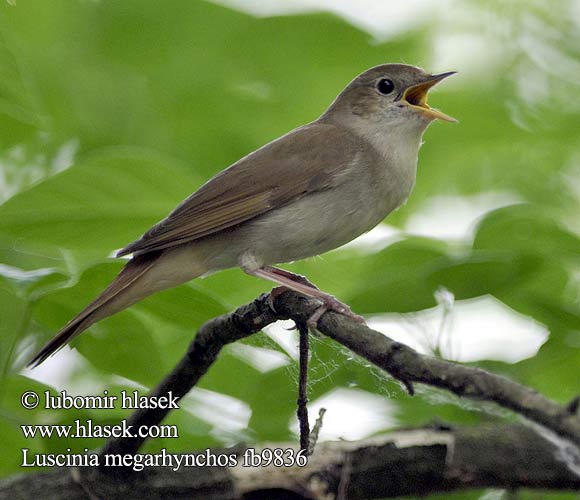 Luscinia megarhynchos fb9836