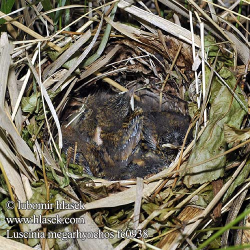 Ruiseñor Común Slavík obecný Sydlig Nattergal Nachtegaal