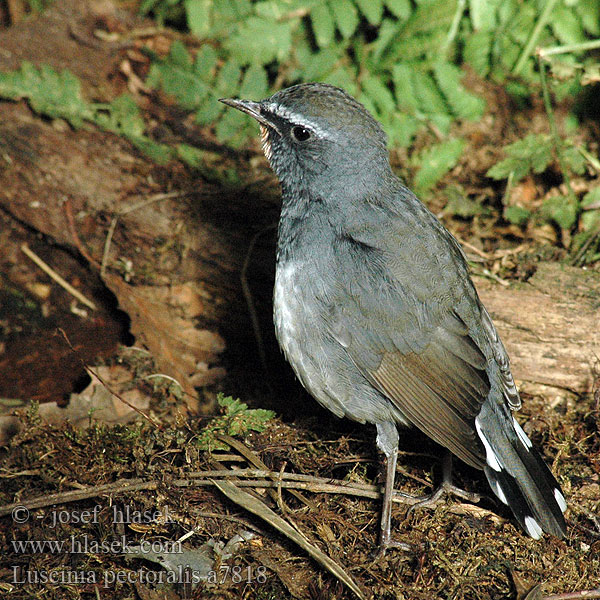 Luscinia pectoralis White-tailed Rubythroat Slavík nádherný Bergrubinkehlchen Bjergrubinnattergal Petirrojo loa Himalayas 黑胸歌鸲 Himalajansatakieli Rossignol gorge rubis Calliope dell'Himalaya ムナグロノゴマ Zwartborstnachtegaa Красношейка черногрудая Juvelstrupe Slowik bialosterny Slávik čiernoprsý Svartbröstad rubinnäktergal