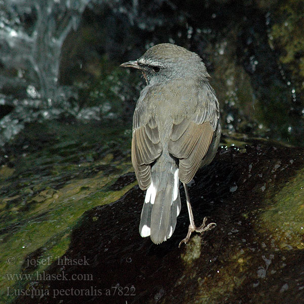 Bergrubinkehlchen Bjergrubinnattergal Petirrojo loa Himalayas 黑胸歌鸲 Himalajansatakieli Rossignol gorge rubis Calliope dell'Himalaya ムナグロノゴマ Zwartborstnachtegaa Красношейка черногрудая Juvelstrupe Slowik bialosterny Slávik čiernoprsý Svartbröstad rubinnäktergal Luscinia pectoralis White-tailed Rubythroat Slavík nádherný