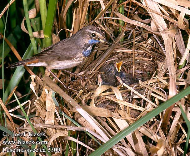 Luscinia svecica Bluetthroat Blaukehlchen Gorgebleue miroir