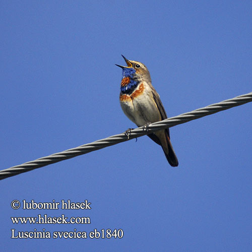 Luscinia svecica eb1840