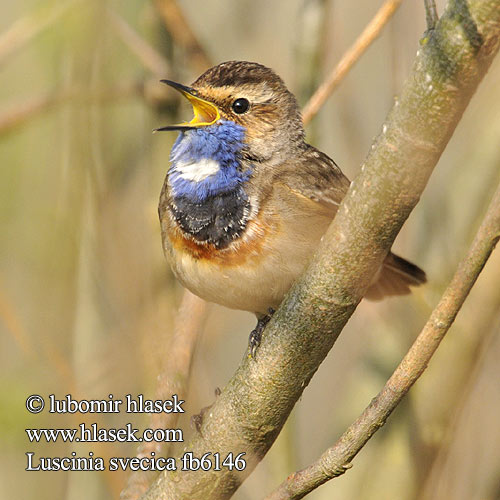 Luscinia svecica Bluetthroat Blaukehlchen Gorgebleue miroir