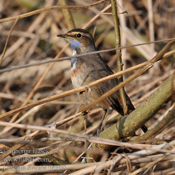 Luscinia svecica ff4408