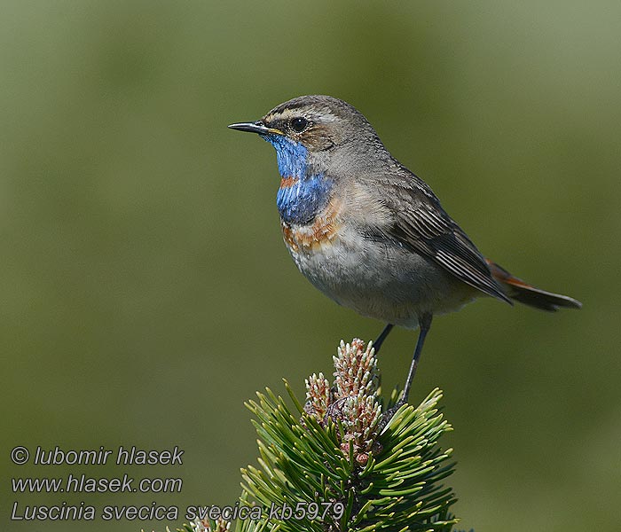 Bluetthroat Luscinia svecica