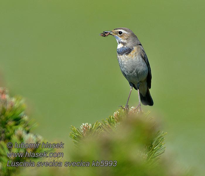 Blaukehlchen Luscinia svecica