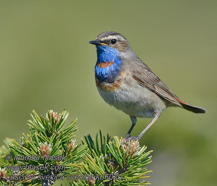 Pechiazul Luscinia svecica