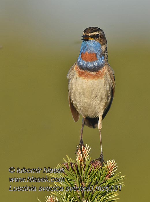 Blauwborst Luscinia svecica