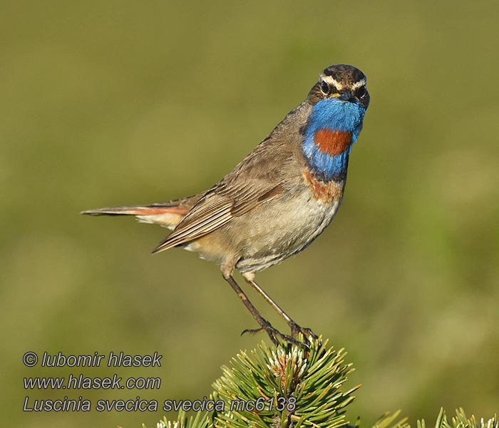 Sinirinta Luscinia svecica