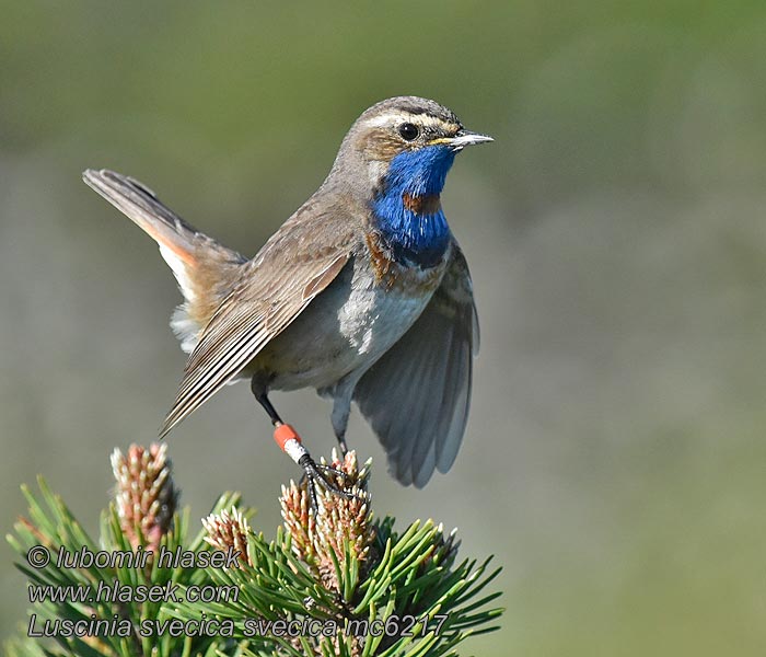 Варакушка Luscinia svecica