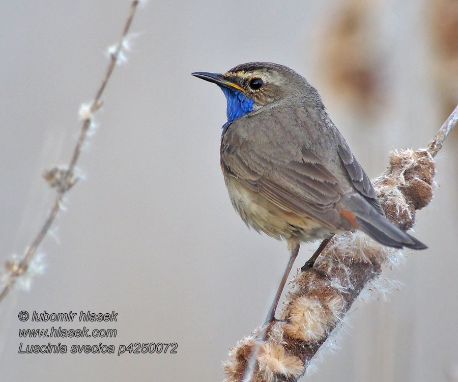 Luscinia svecica