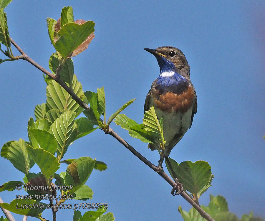 Luscinia svecica