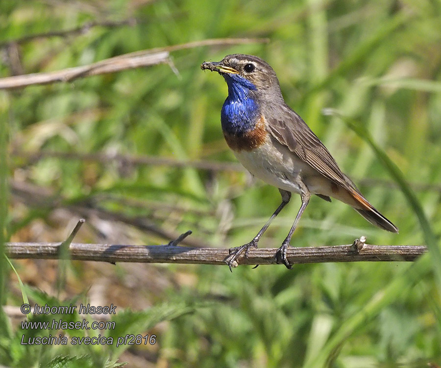 Luscinia svecica