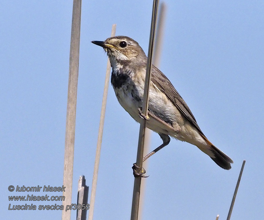 Luscinia svecica