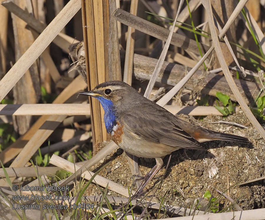 Luscinia svecica