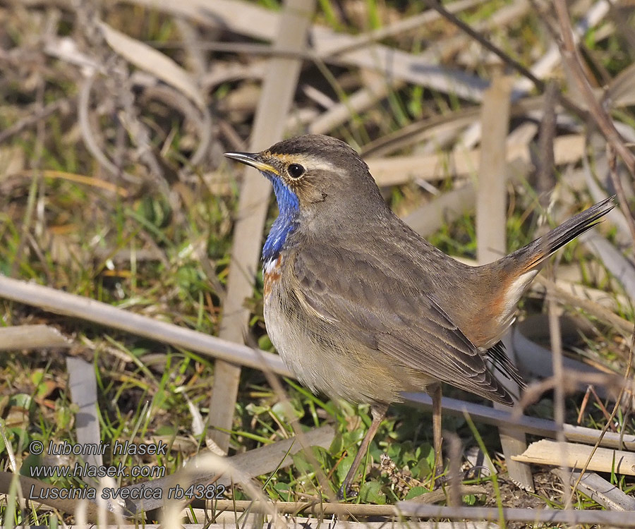 Luscinia svecica