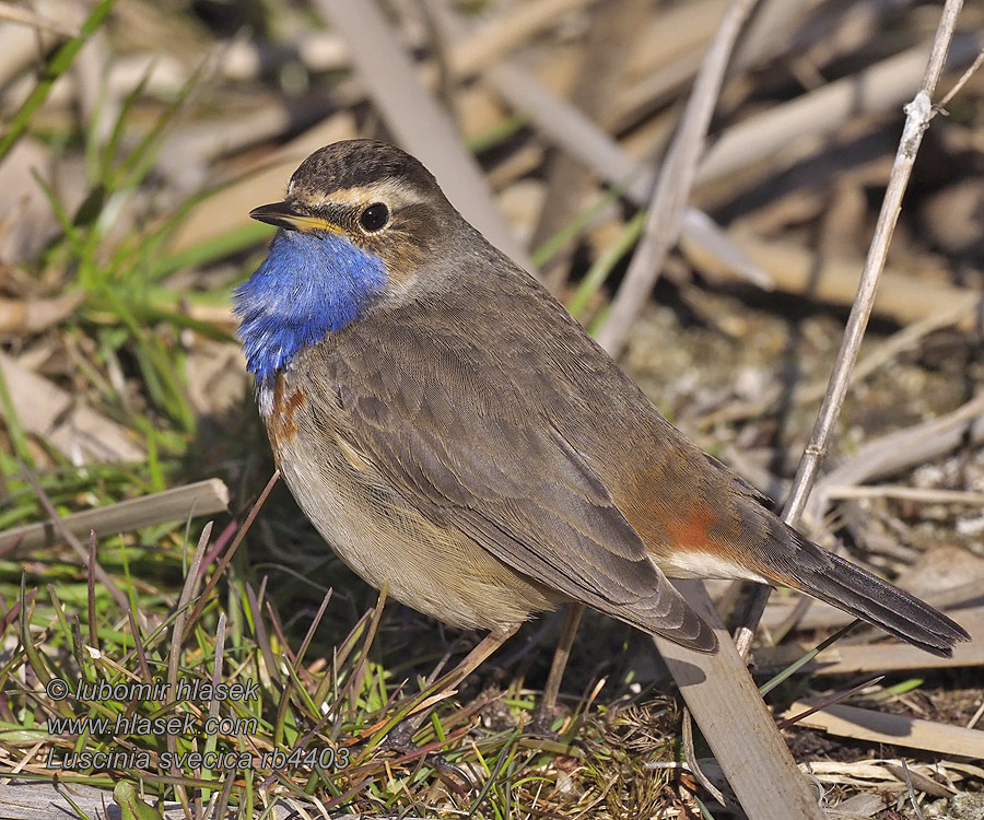 Luscinia svecica