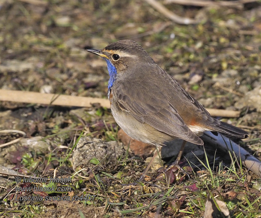 Luscinia svecica