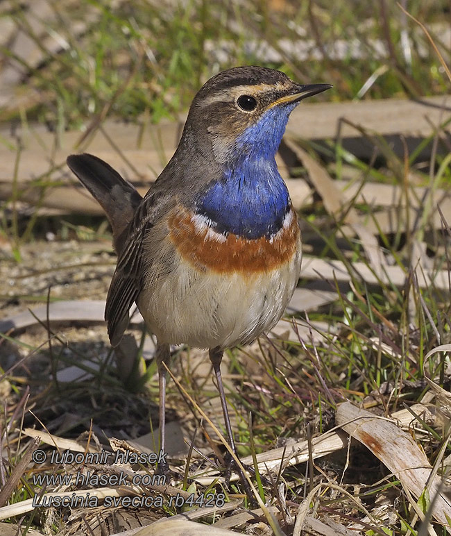 Luscinia svecica