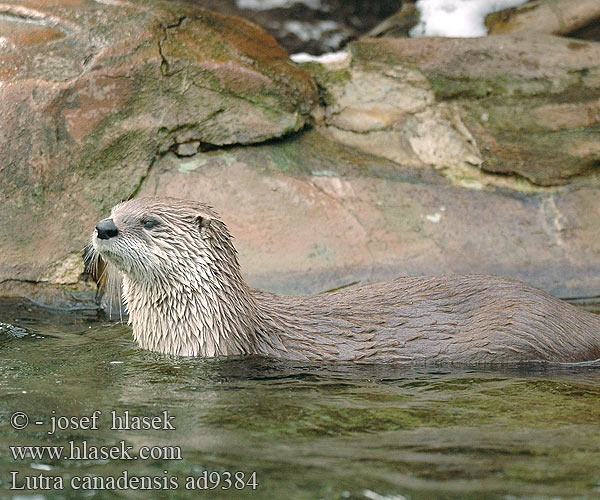 Lutra canadensis Nothern River Otter Loutre rivière Rivierotter Lontra fiume nordamericana Neuweltotter Wydra kanadyjska Vydra kanadská Канадская североамериканская выдра