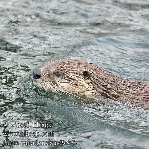 Rivierotter Lontra fiume nordamericana Neuweltotter Wydra kanadyjska Vydra kanadská Канадская североамериканская выдра Lutra canadensis Nothern River Otter Loutre rivière