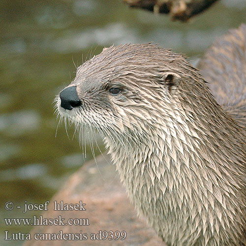 Wydra kanadyjska Vydra kanadská Канадская североамериканская выдра Lutra canadensis Nothern River Otter Loutre rivière Rivierotter Lontra fiume nordamericana Neuweltotter