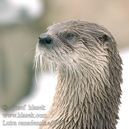 Канадская североамериканская выдра Lutra canadensis Nothern River Otter Loutre rivière Rivierotter Lontra fiume nordamericana Neuweltotter Wydra kanadyjska Vydra kanadská