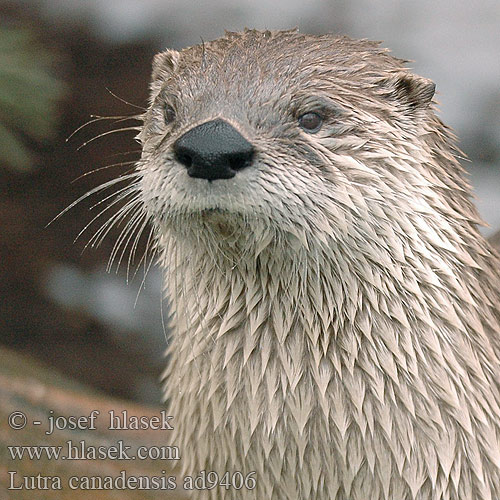 Nothern River Otter Loutre rivière Rivierotter Lontra fiume nordamericana Neuweltotter Wydra kanadyjska Vydra kanadská Канадская североамериканская выдра Lutra canadensis