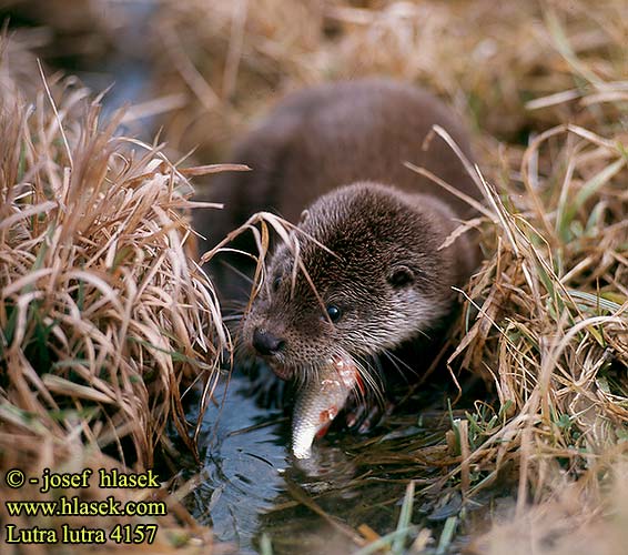 Lutra lutra European otter Loutre Europe Fischotter Nutria común Vydra říční