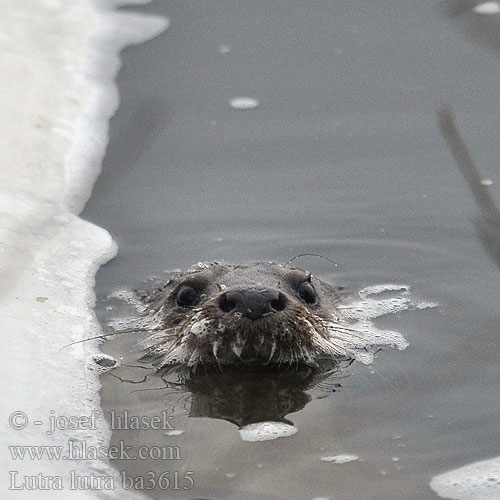 Lontra Europese Otter Oter Utter Europeisk oter Saukko Európai vidra
