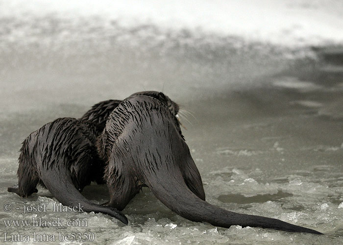 Nutria común Lutra lutra Vydra říční