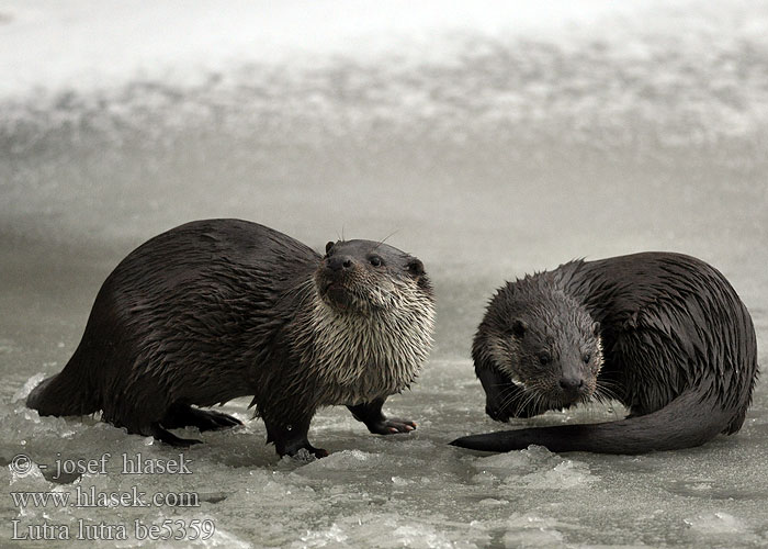 Wydra Vydra riečna Lontra Europese Otter Oter