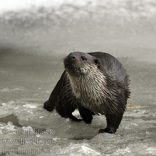 Vydra riečna Lontra Europese Otter Oter Utter