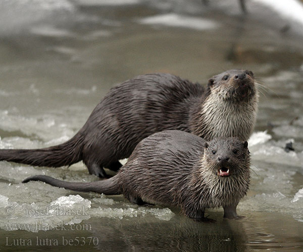 Lontra Europese Otter Oter Utter Europeisk oter