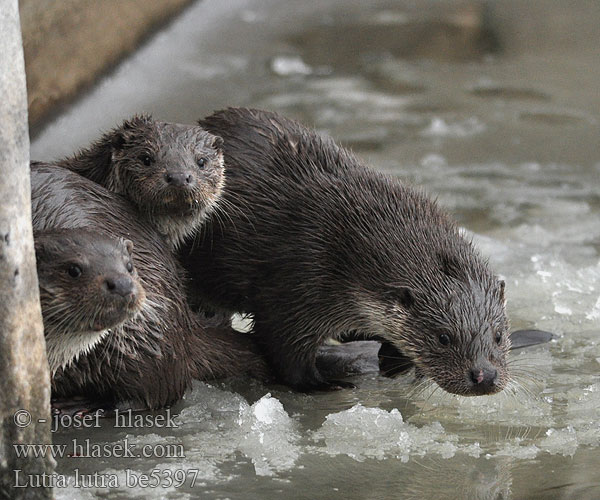 Europese Otter Oter Utter Europeisk oter Saukko Európai vidra