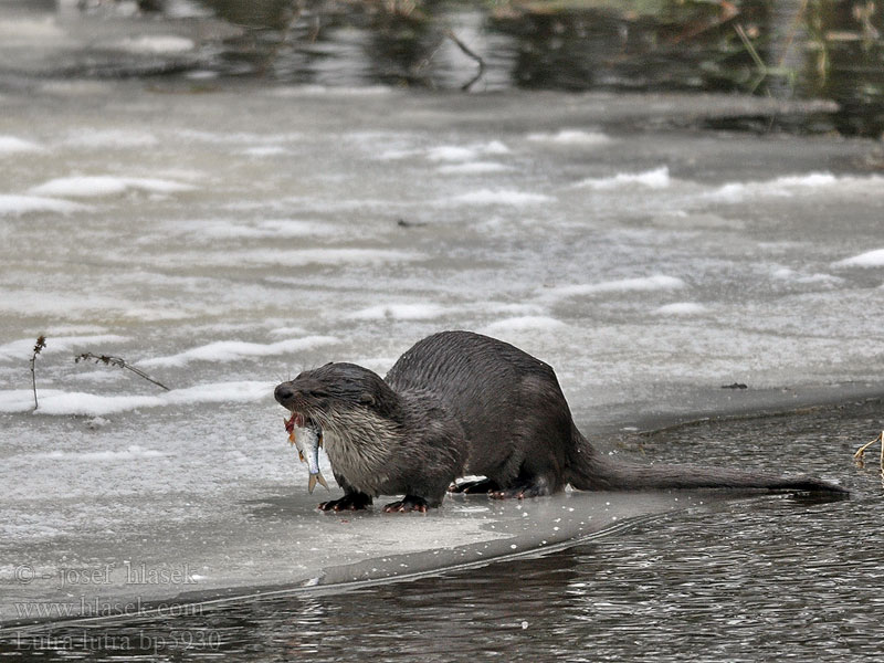 Lutra lutra European otter Loutre Europe Fischotter