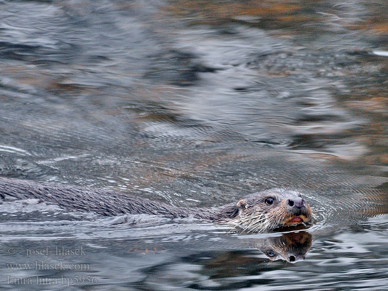 Lutra lutra Nutria común Vydra říční Wydra europejska