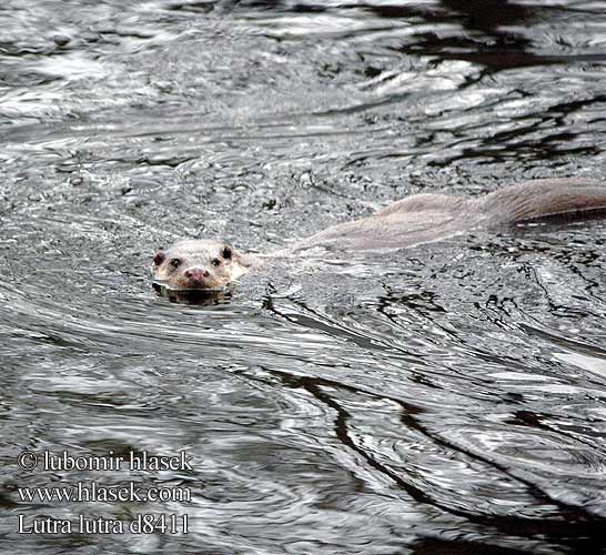 Выдра Lutra lutra European otter Loutre Europe Fischotter