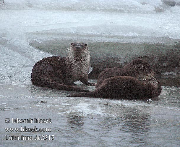 Выдра Lutra lutra European otter Loutre Europe Fischotter