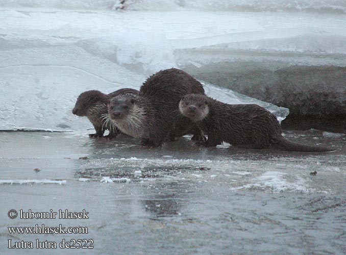 European otter Loutre Europe Fischotter Nutria común Vydra říční