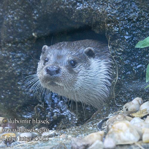 Nutria común Vydra říční Wydra Vydra riečna