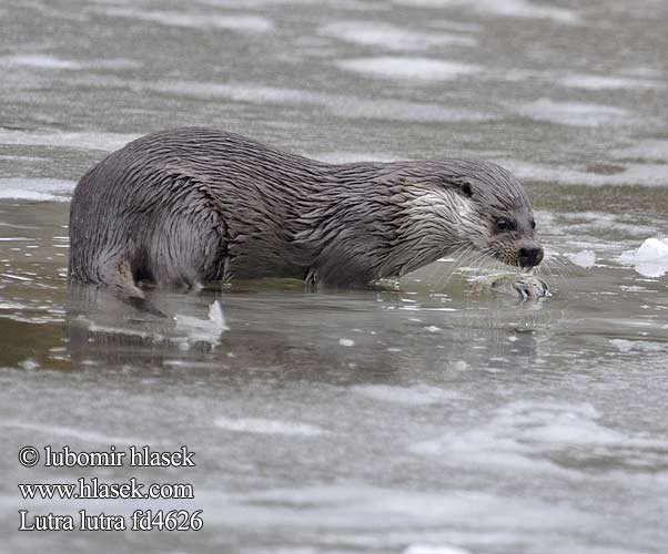 شنگ (جانور Выдра European otter Loutre Europe