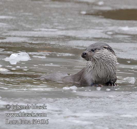 Выдра European otter Loutre Europe Fischotter Nutria común Lutra