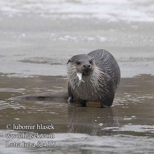 European otter Loutre Europe Fischotter