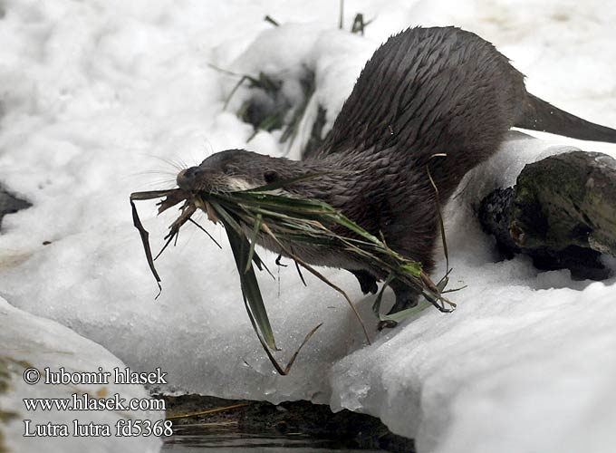 Fischotter Nutria común Lutra lutra Vydra říční Wydra